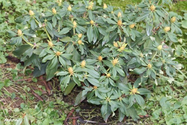rododendron